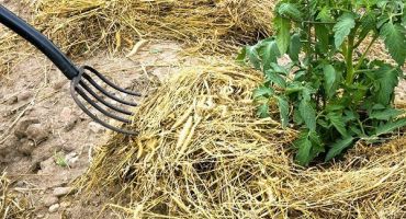 Jak a co mulčovat rajčata na otevřeném poli a ve skleníku?